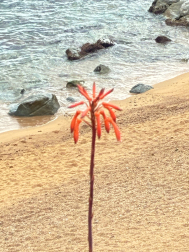 Flora de primavera