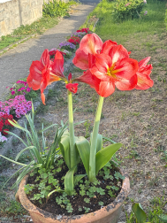 Flora de primavera