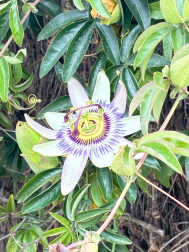 Flora de primavera