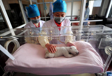 Un cuidador de zoo le atiende a un oso panda recién nacido que reposa en una incubadora del Acuario Oceanico de Penglai, al este de China. La cría fue parida por una osa polar de cinco años el 1 de enero, cuando pesaba 640 gramos y es la primera cría de esa especie que nace en el acuario. AFP