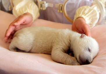 Un cuidador de zoo le atiende a un oso panda recién nacido que reposa en una incubadora del Acuario Oceanico de Penglai, al este de China. La cría fue parida por una osa polar de cinco años el 1 de enero, cuando pesaba 640 gramos y es la primera cría de esa especie que nace en el acuario. AFP