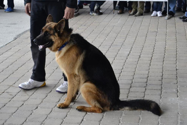 Este domingo se celebró en la terraza exterior del Centro Comercial Itaroa el I Concurso Canino de Navarra, con la participación de 29 perros de diferentes razas.