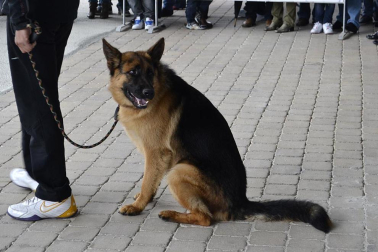 Este domingo se celebró en la terraza exterior del Centro Comercial Itaroa el I Concurso Canino de Navarra, con la participación de 29 perros de diferentes razas.
