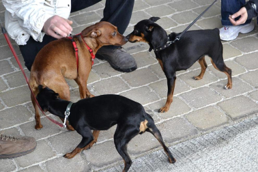 Este domingo se celebró en la terraza exterior del Centro Comercial Itaroa el I Concurso Canino de Navarra, con la participación de 29 perros de diferentes razas.
