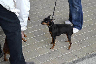 Este domingo se celebró en la terraza exterior del Centro Comercial Itaroa el I Concurso Canino de Navarra, con la participación de 29 perros de diferentes razas.