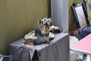 Este domingo se celebró en la terraza exterior del Centro Comercial Itaroa el I Concurso Canino de Navarra, con la participación de 29 perros de diferentes razas.
