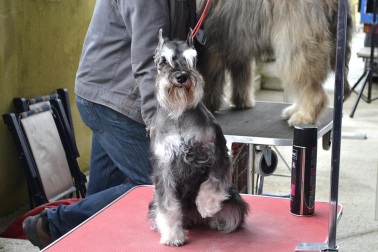 Este domingo se celebró en la terraza exterior del Centro Comercial Itaroa el I Concurso Canino de Navarra, con la participación de 29 perros de diferentes razas.