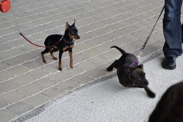 Este domingo se celebró en la terraza exterior del Centro Comercial Itaroa el I Concurso Canino de Navarra, con la participación de 29 perros de diferentes razas.