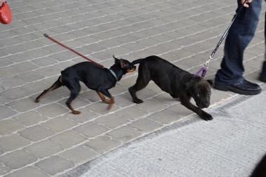 Este domingo se celebró en la terraza exterior del Centro Comercial Itaroa el I Concurso Canino de Navarra, con la participación de 29 perros de diferentes razas.