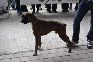 Este domingo se celebró en la terraza exterior del Centro Comercial Itaroa el I Concurso Canino de Navarra, con la participación de 29 perros de diferentes razas.