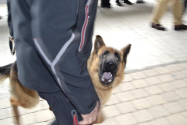 Este domingo se celebró en la terraza exterior del Centro Comercial Itaroa el I Concurso Canino de Navarra, con la participación de 29 perros de diferentes razas.