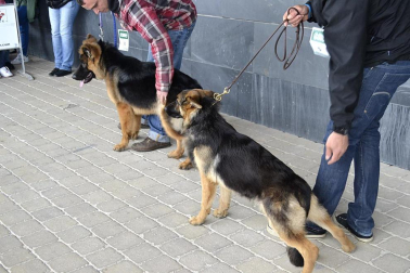 Este domingo se celebró en la terraza exterior del Centro Comercial Itaroa el I Concurso Canino de Navarra, con la participación de 29 perros de diferentes razas.