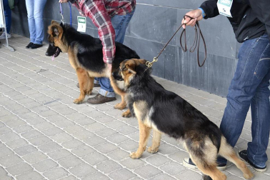 Este domingo se celebró en la terraza exterior del Centro Comercial Itaroa el I Concurso Canino de Navarra, con la participación de 29 perros de diferentes razas.