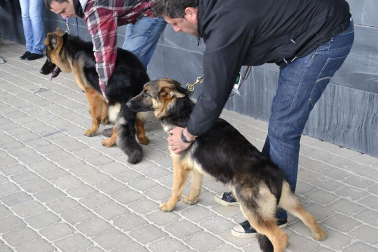 Este domingo se celebró en la terraza exterior del Centro Comercial Itaroa el I Concurso Canino de Navarra, con la participación de 29 perros de diferentes razas.