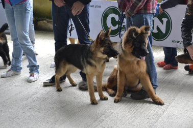 Este domingo se celebró en la terraza exterior del Centro Comercial Itaroa el I Concurso Canino de Navarra, con la participación de 29 perros de diferentes razas.