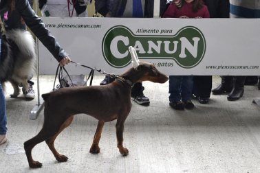 Este domingo se celebró en la terraza exterior del Centro Comercial Itaroa el I Concurso Canino de Navarra, con la participación de 29 perros de diferentes razas.