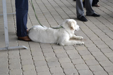 Este domingo se celebró en la terraza exterior del Centro Comercial Itaroa el I Concurso Canino de Navarra, con la participación de 29 perros de diferentes razas.