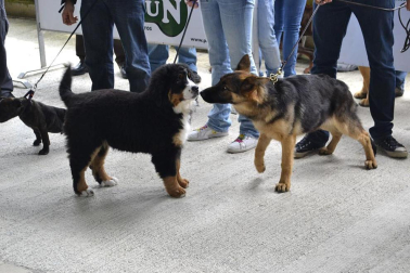 Este domingo se celebró en la terraza exterior del Centro Comercial Itaroa el I Concurso Canino de Navarra, con la participación de 29 perros de diferentes razas.