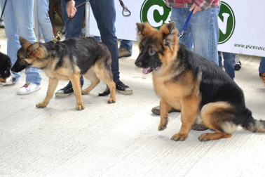 Este domingo se celebró en la terraza exterior del Centro Comercial Itaroa el I Concurso Canino de Navarra, con la participación de 29 perros de diferentes razas.