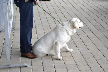 Este domingo se celebró en la terraza exterior del Centro Comercial Itaroa el I Concurso Canino de Navarra, con la participación de 29 perros de diferentes razas.