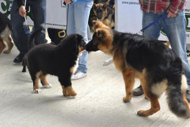 Este domingo se celebró en la terraza exterior del Centro Comercial Itaroa el I Concurso Canino de Navarra, con la participación de 29 perros de diferentes razas.