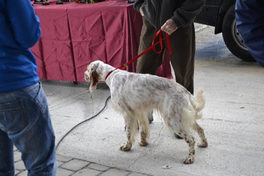 Este domingo se celebró en la terraza exterior del Centro Comercial Itaroa el I Concurso Canino de Navarra, con la participación de 29 perros de diferentes razas.