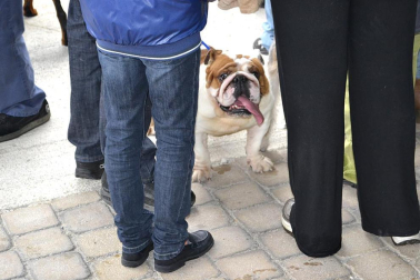 Este domingo se celebró en la terraza exterior del Centro Comercial Itaroa el I Concurso Canino de Navarra, con la participación de 29 perros de diferentes razas.