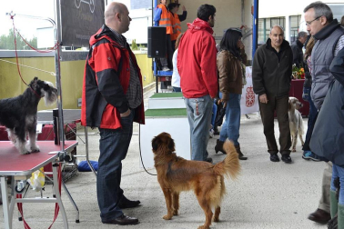 Este domingo se celebró en la terraza exterior del Centro Comercial Itaroa el I Concurso Canino de Navarra, con la participación de 29 perros de diferentes razas.
