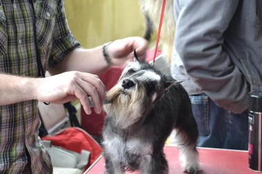 Este domingo se celebró en la terraza exterior del Centro Comercial Itaroa el I Concurso Canino de Navarra, con la participación de 29 perros de diferentes razas.
