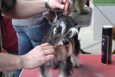 Este domingo se celebró en la terraza exterior del Centro Comercial Itaroa el I Concurso Canino de Navarra, con la participación de 29 perros de diferentes razas.