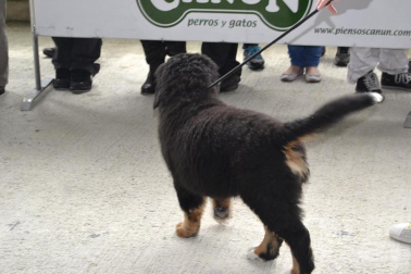 Este domingo se celebró en la terraza exterior del Centro Comercial Itaroa el I Concurso Canino de Navarra, con la participación de 29 perros de diferentes razas.