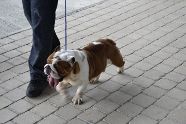 Este domingo se celebró en la terraza exterior del Centro Comercial Itaroa el I Concurso Canino de Navarra, con la participación de 29 perros de diferentes razas.