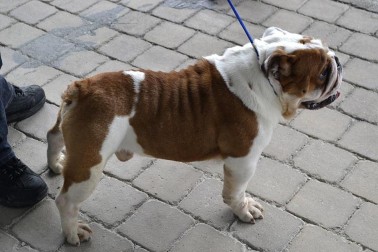 Este domingo se celebró en la terraza exterior del Centro Comercial Itaroa el I Concurso Canino de Navarra, con la participación de 29 perros de diferentes razas.