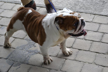 Este domingo se celebró en la terraza exterior del Centro Comercial Itaroa el I Concurso Canino de Navarra, con la participación de 29 perros de diferentes razas.