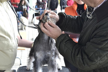 Este domingo se celebró en la terraza exterior del Centro Comercial Itaroa el I Concurso Canino de Navarra, con la participación de 29 perros de diferentes razas.