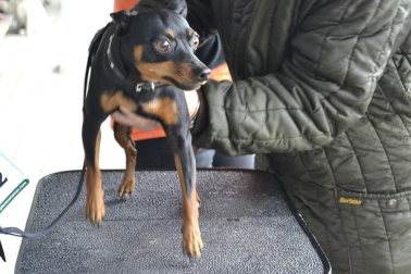 Este domingo se celebró en la terraza exterior del Centro Comercial Itaroa el I Concurso Canino de Navarra, con la participación de 29 perros de diferentes razas.