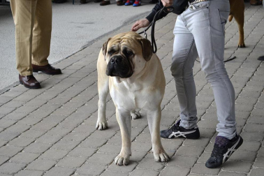 Este domingo se celebró en la terraza exterior del Centro Comercial Itaroa el I Concurso Canino de Navarra, con la participación de 29 perros de diferentes razas.