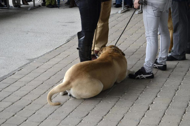 Este domingo se celebró en la terraza exterior del Centro Comercial Itaroa el I Concurso Canino de Navarra, con la participación de 29 perros de diferentes razas.