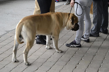 Este domingo se celebró en la terraza exterior del Centro Comercial Itaroa el I Concurso Canino de Navarra, con la participación de 29 perros de diferentes razas.