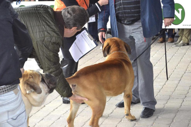 Este domingo se celebró en la terraza exterior del Centro Comercial Itaroa el I Concurso Canino de Navarra, con la participación de 29 perros de diferentes razas.