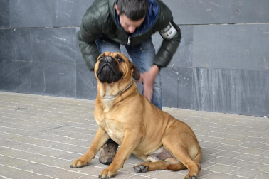 Este domingo se celebró en la terraza exterior del Centro Comercial Itaroa el I Concurso Canino de Navarra, con la participación de 29 perros de diferentes razas.