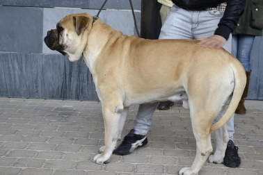 Este domingo se celebró en la terraza exterior del Centro Comercial Itaroa el I Concurso Canino de Navarra, con la participación de 29 perros de diferentes razas.