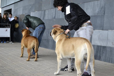 Este domingo se celebró en la terraza exterior del Centro Comercial Itaroa el I Concurso Canino de Navarra, con la participación de 29 perros de diferentes razas.