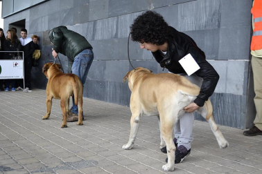 Este domingo se celebró en la terraza exterior del Centro Comercial Itaroa el I Concurso Canino de Navarra, con la participación de 29 perros de diferentes razas.