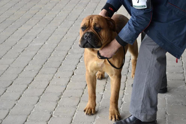 Este domingo se celebró en la terraza exterior del Centro Comercial Itaroa el I Concurso Canino de Navarra, con la participación de 29 perros de diferentes razas.