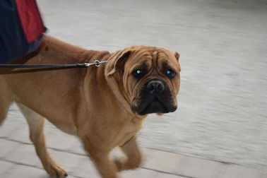 Este domingo se celebró en la terraza exterior del Centro Comercial Itaroa el I Concurso Canino de Navarra, con la participación de 29 perros de diferentes razas.