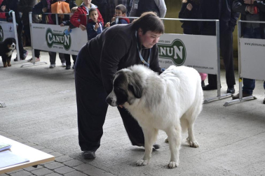 Este domingo se celebró en la terraza exterior del Centro Comercial Itaroa el I Concurso Canino de Navarra, con la participación de 29 perros de diferentes razas.
