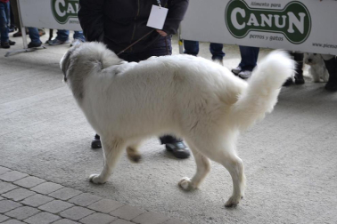 Este domingo se celebró en la terraza exterior del Centro Comercial Itaroa el I Concurso Canino de Navarra, con la participación de 29 perros de diferentes razas.