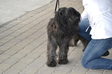 Este domingo se celebró en la terraza exterior del Centro Comercial Itaroa el I Concurso Canino de Navarra, con la participación de 29 perros de diferentes razas.