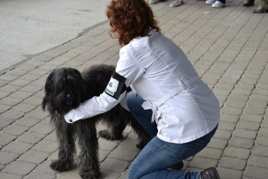 Este domingo se celebró en la terraza exterior del Centro Comercial Itaroa el I Concurso Canino de Navarra, con la participación de 29 perros de diferentes razas.